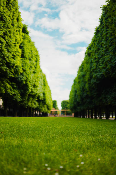 istock Green Lawn in Between a Tree Allay Row in a Park 2176683101
