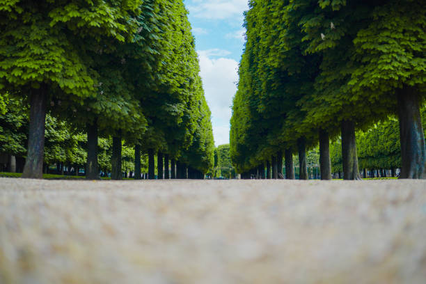 Tree Avenue Alle Viewed from Ground Level in a Green Ourdoor Park