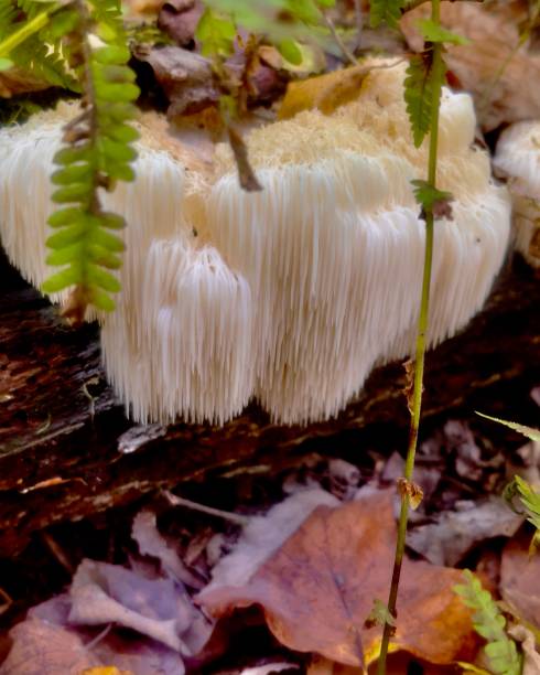 istock Lions mane Mushroom growing on rotting log in autumn 2176685905