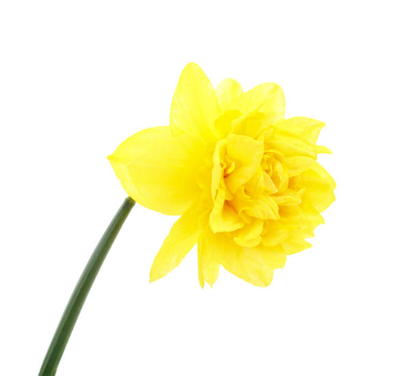 istock Flower yellow narcissus. 2176690075