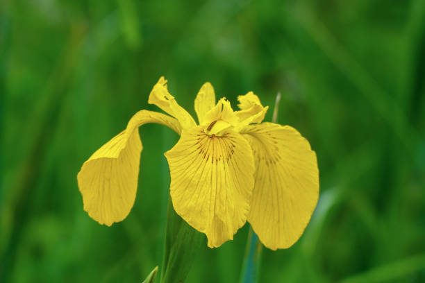istock View on yellow flag, yellow iris or water flag Iris pseudacorus. 2176690195