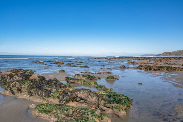 istock Seaweed on rocks at Widemouth Bay Cornwall 2176691325