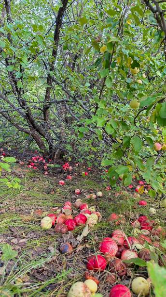 istock Fallen red apples in the garden 2176693542