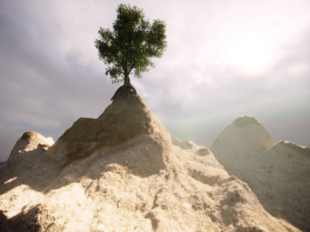 An ancient tree on top of the mountain