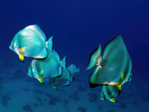 istock Underwater photography Egypt 2176693944