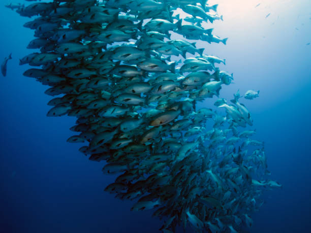 istock Underwater photography Egypt 2176694090