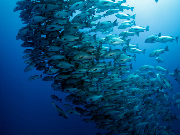 istock Underwater photography Egypt 2176694096