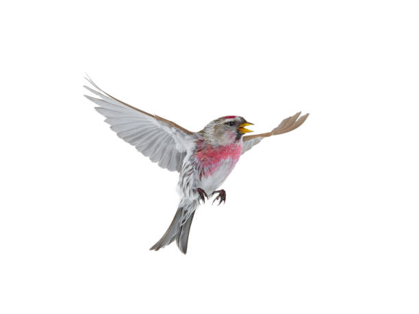 istock bird in flight  Common Redpoll isolated on white background 2176694789