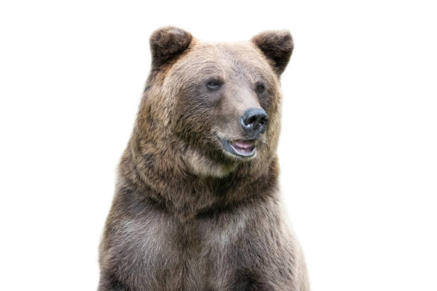 portrait of a brown bear isolated on a white background