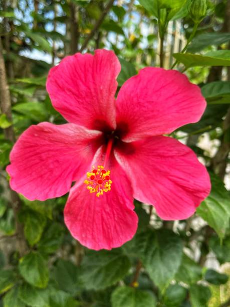 istock Hibuscus is Malaysia national flower where its locally known as Bunga Raya. 2176697014