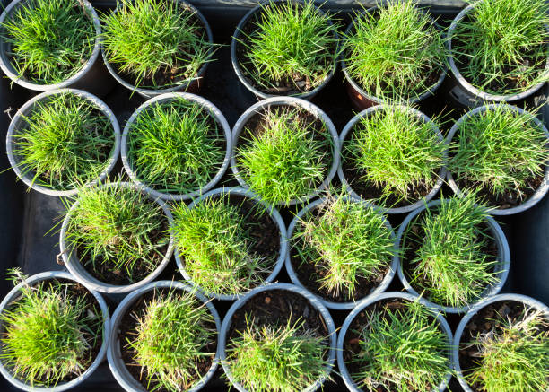 Zoysia Matrella in pots, background