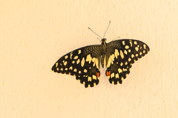 Closeup beautiful butterfly, wings spread