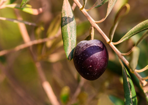 istock Olive branch with ripe and delicious olives 2176698828