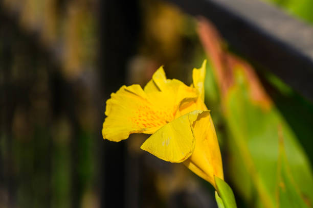 Beautiful yellow iris flower blooming in soft sunlight against a blurred background
