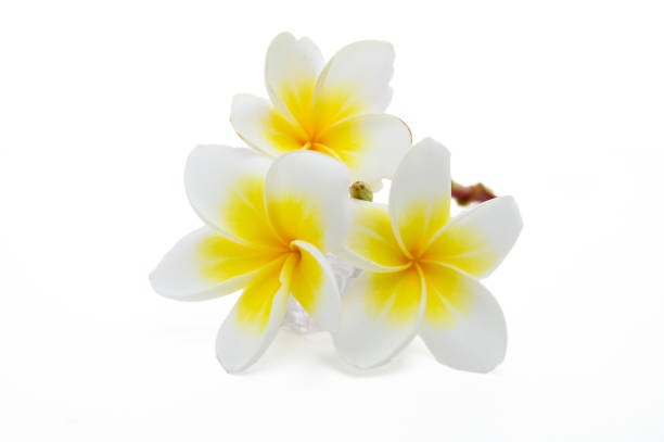 istock Frangipani (plumeria) flower isolated on white 2176698864