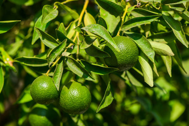 istock Green oranges hanging on a tree branch in a tropical garden 2176698872