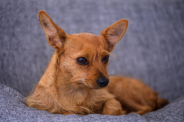 istock a small red-eared dog lies on the sofa 2176698885
