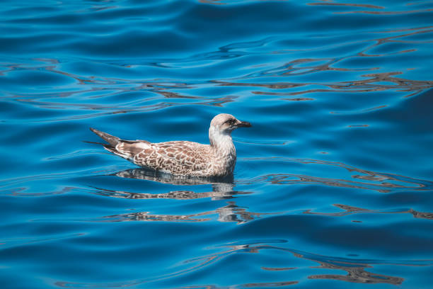 Seagulls Enjoying the Sea at Italy
