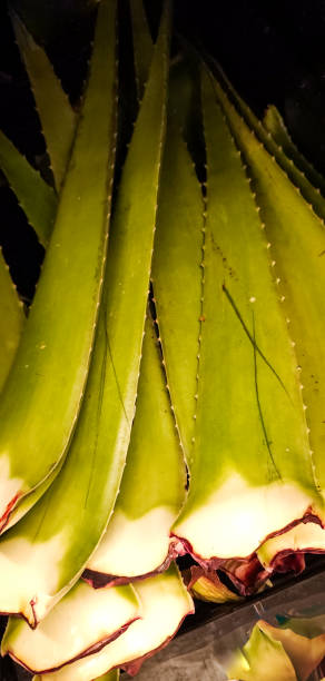 istock aloe vera plant stalks 2176701836