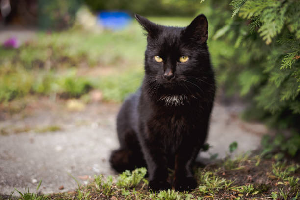 istock Close-up of a Black Cat in a Rural Setting 2176702022