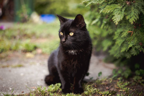 istock Close-up of a Black Cat in a Rural Setting 2176702037