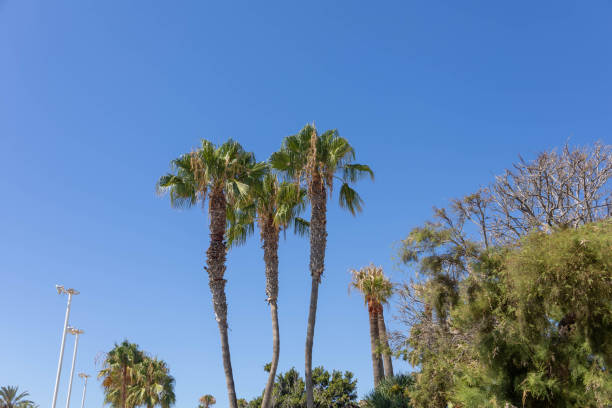 istock Palm trees in Torremolinos 2176703089