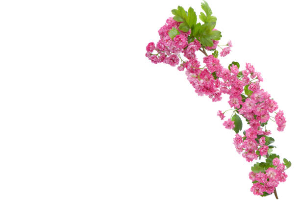 istock Branch of pink blossoms isolated on white background 2176705909