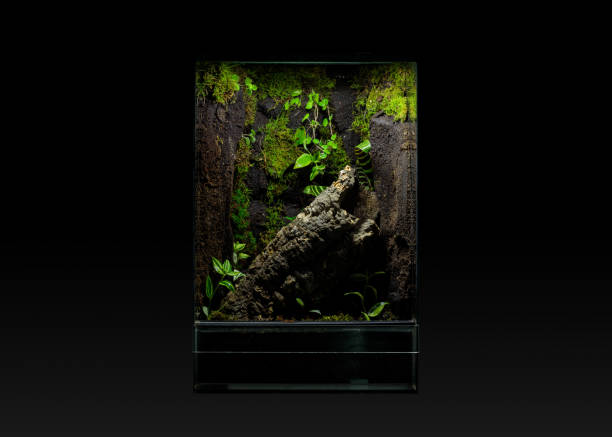 istock Terrarium with green plants on dark background 2176707174