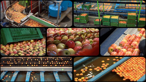 istock Highly Automated Apple Packing House Facility - Photo Collage 2176707291
