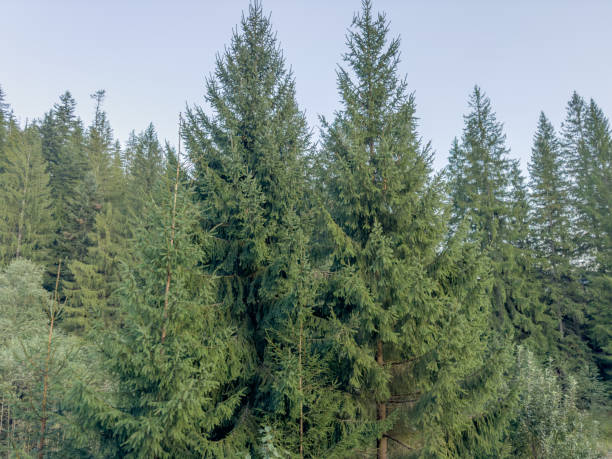 istock Spruces of different ages in overcast evening against sky 2176707610