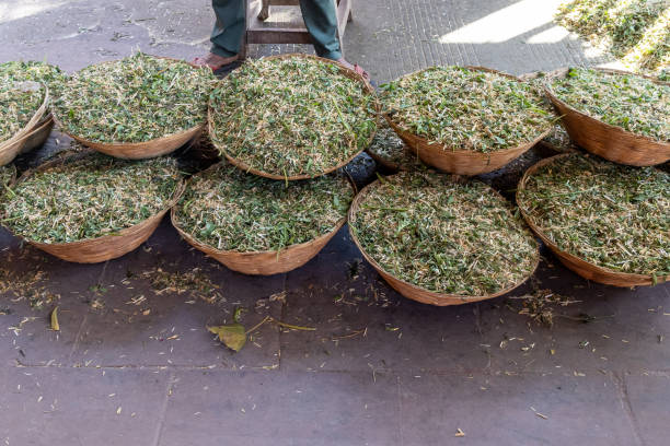 istock fodder for cow or cattle kept at traditional bamboo pot at morning 2176710021