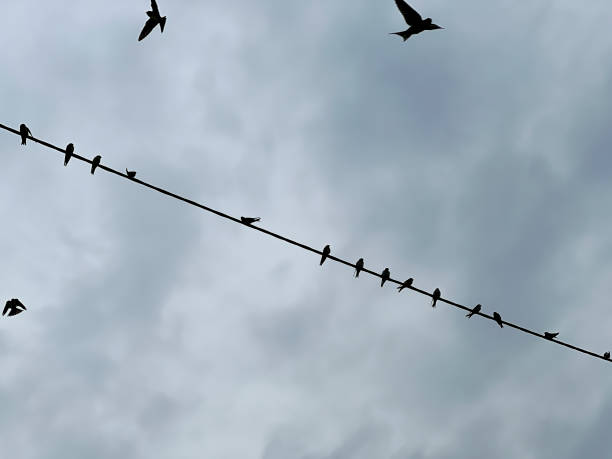 istock Swallows sitting on an electric line cable before flying to warm countries 2176711511