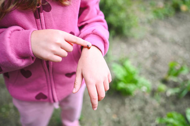 Child examining ladybird on hand