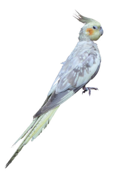 istock A cockatiel on a white background 2176713437