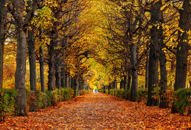 istock Empty alley covered by foliage in autumn park, Vienna, Austria 2176714131