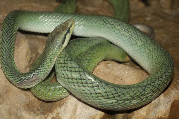 istock Close up head red tailed rat snake in garden 2176717239