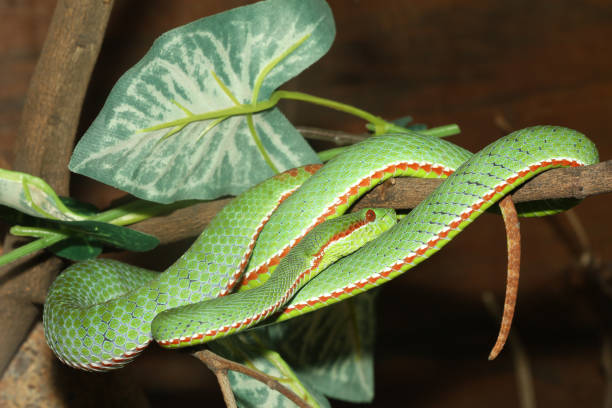 istock The pope green pit viper snake in forest 2176717287