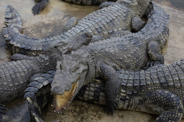 istock Close up group crocodile on garden 2176717296