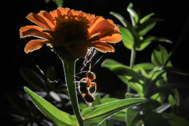 SEATTLE, WASH., U.S. - SEPT. 12, 2014: An orb weaver spider wraps up a yellow jacket caught in its web under a zinnia flower in a garden in Seattle, Wash., on Sept 12, 2014.