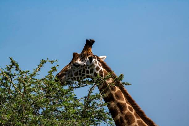 istock Giraffe in African savannah landscape 2176722779