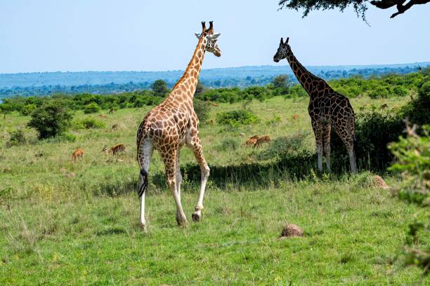istock Giraffe in African savannah landscape 2176723832