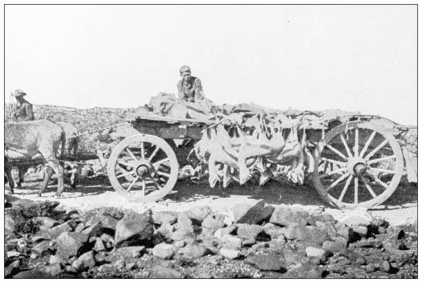 istock Antique image: Cape Colony, South Africa, Carriage laden with springboks 2176723912