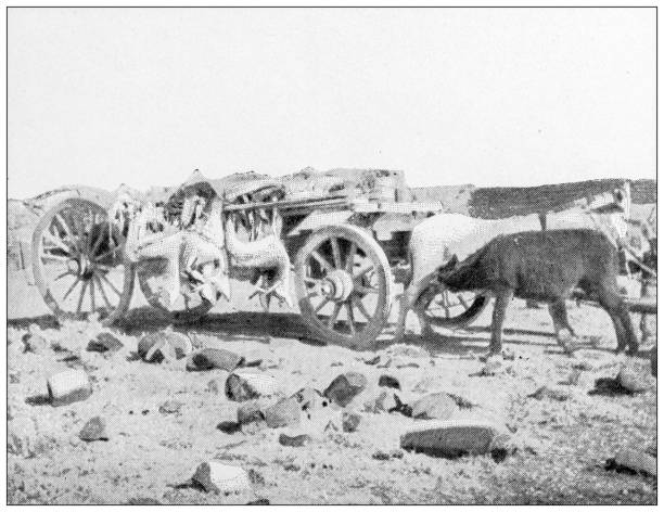 istock Antique image: Cape Colony, South Africa, Carriage laden with springboks 2176724080