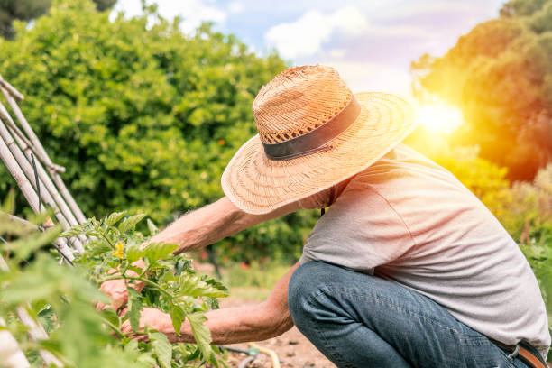 A man wearing a straw hat works in his garden under bright sunlight, tending to plants on a warm day outdoors.