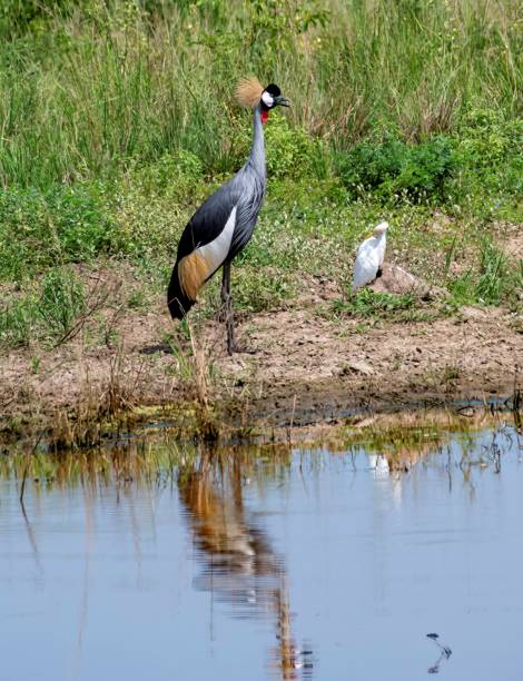 istock Grey crowned crane walking through grass near a waterhole 2176724909