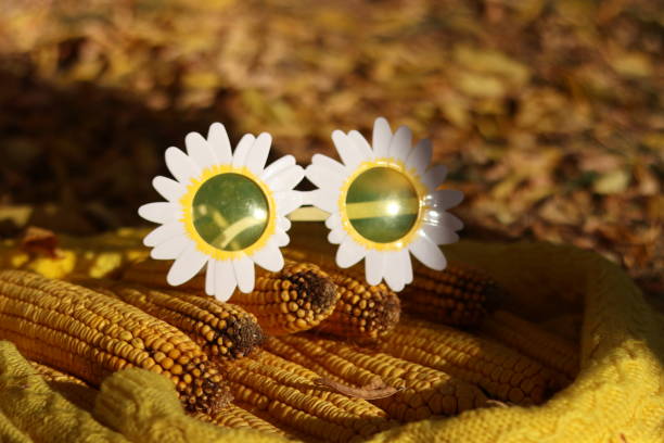 yellow corn on the cob lies in rows on a yellow sweater