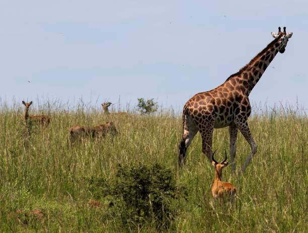 istock Lioness carrying prey passing giraffe and antelope 2176727285