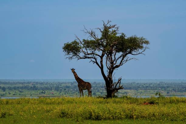 istock Giraffe under the shade of a tree 2176727749