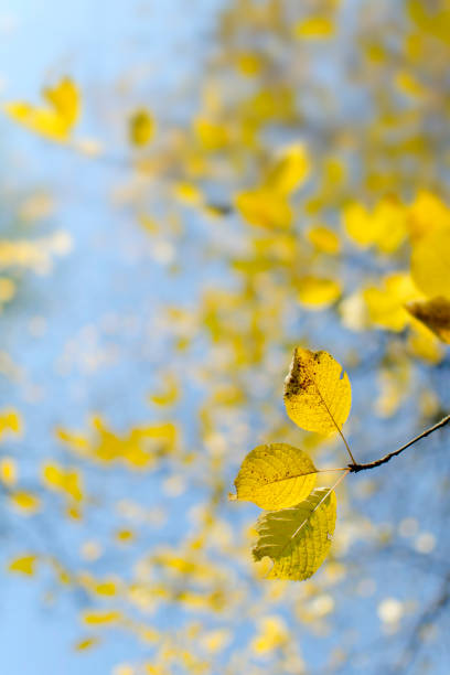Beautiful colored autumn leaves against blue sky. Shallow depth of field.