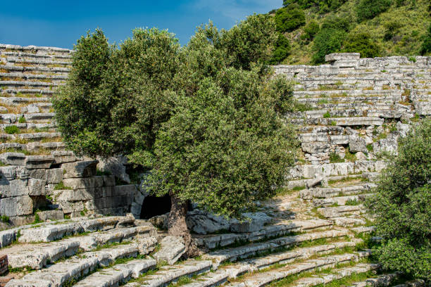 An olive tree rooted on the theatre steps of an ancient city
